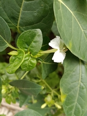 Mirabilis jalapa