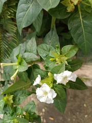 Mirabilis jalapa