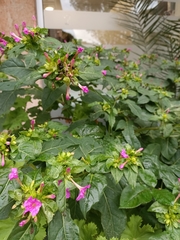 Mirabilis jalapa