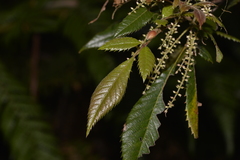 Vesselowskya rubifolia