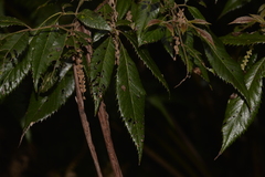 Vesselowskya rubifolia