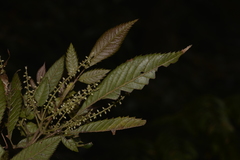 Vesselowskya rubifolia