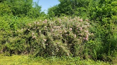 Rosa lucieae
