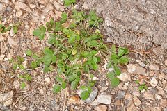 Bituminaria bituminosa