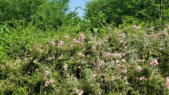 Rosa lucieae