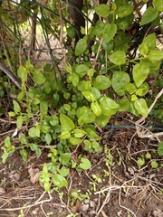 Mesembryanthemum cordifolium