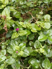 Mesembryanthemum cordifolium