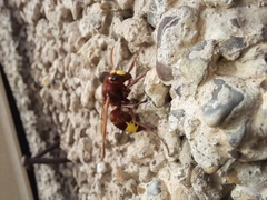 Vespa orientalis