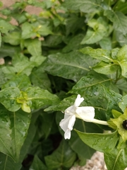 Mirabilis jalapa