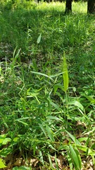Dichanthelium microcarpon