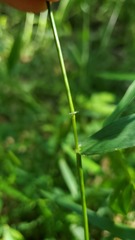 Dichanthelium microcarpon