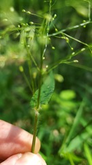 Dichanthelium microcarpon