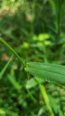 Dichanthelium microcarpon