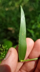 Dichanthelium microcarpon