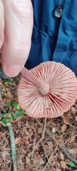 Laccaria laccata