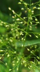 Dichanthelium microcarpon