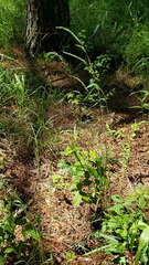 Sphenopholis intermedia