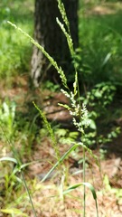 Sphenopholis intermedia