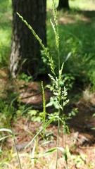 Sphenopholis intermedia