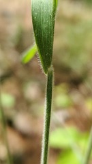 Sphenopholis intermedia