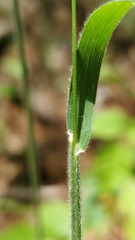 Sphenopholis intermedia