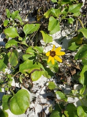 Helianthus debilis image