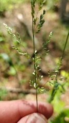 Sphenopholis intermedia