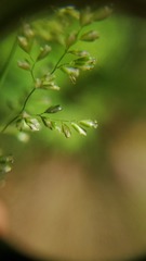 Sphenopholis intermedia