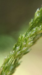 Sphenopholis intermedia