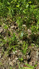 Dichanthelium polyanthes