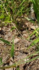 Dichanthelium polyanthes