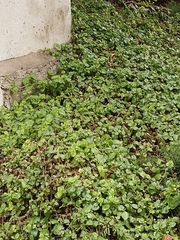 Mesembryanthemum cordifolium