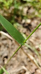 Dichanthelium polyanthes