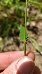 Dichanthelium polyanthes
