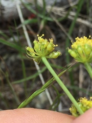 Lomatium marginatum marginatum