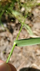 Dichanthelium polyanthes