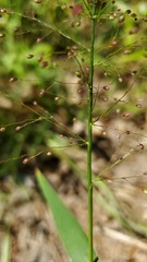 Dichanthelium polyanthes