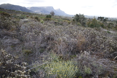 Phylica pubescens