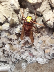 Vespa orientalis