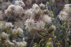 Phylica pubescens