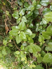 Mesembryanthemum cordifolium