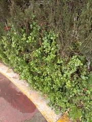 Mesembryanthemum cordifolium