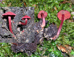 Cortinarius rubripurpuratus