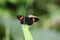 Castilia castilla
