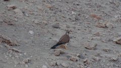 Falco tinnunculus dacotiae