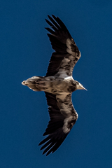 Neophron percnopterus