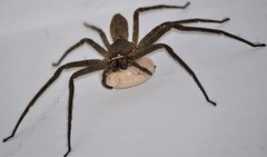 Heteropoda venatoria