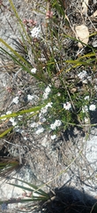 Leucopogon collinus