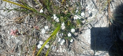 Leucopogon collinus