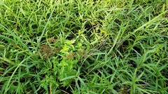 Juncus nodatus
